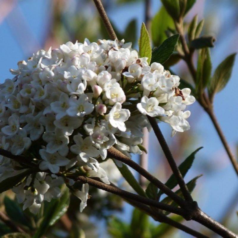 Viorne de Burkwood (Viburnum burkwoodii ) - Pot 9cm - Pépinières Naudet - Image 1