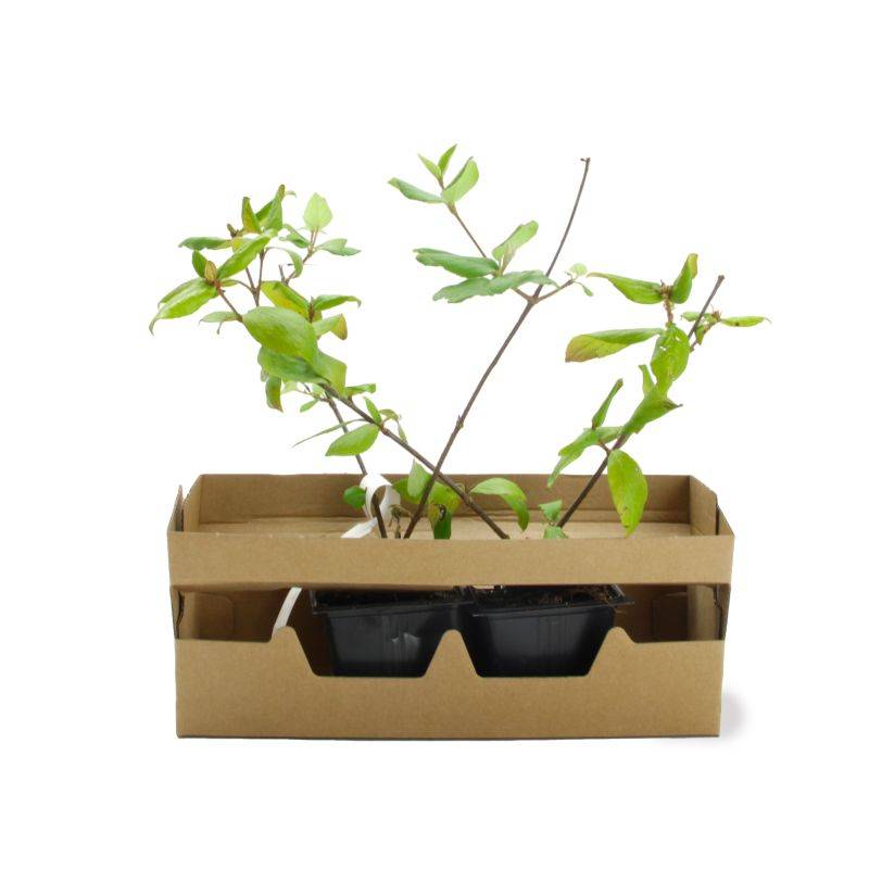 Viorne de Burkwood (Viburnum burkwoodii ) - Pot 9cm - Pépinières Naudet - Image 4