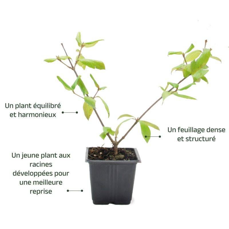 Viorne de Burkwood (Viburnum burkwoodii ) - Pot 9cm - Pépinières Naudet - Image 3