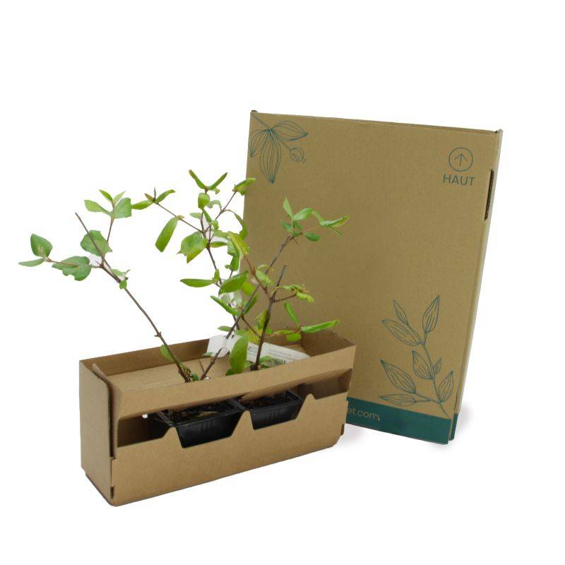 Viorne de Burkwood (Viburnum burkwoodii ) - Pot 9cm - Pépinières Naudet - Image 5