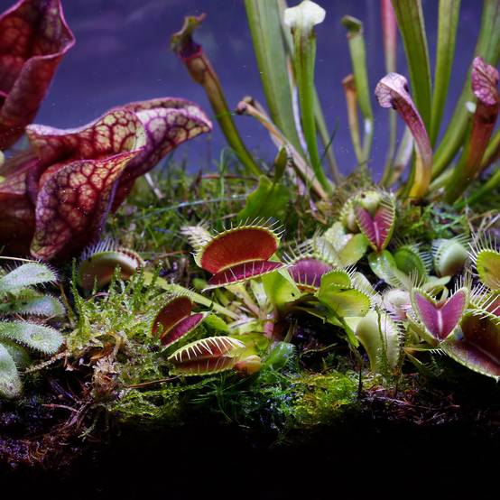 0 - Plantes Carnivores - 3 pièces - Rustiques - Image 5