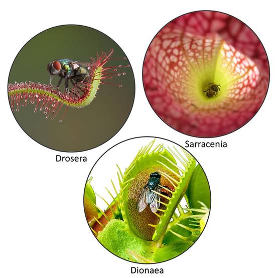 0 - Plantes Carnivores - 3 pièces - Rustiques - Image 3