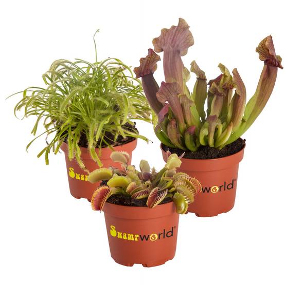 0 - Plantes Carnivores - 3 pièces - Rustiques - Image 1