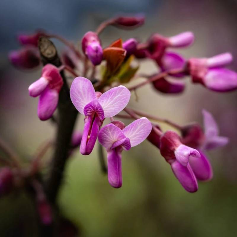 Cercis du Canada pleureur Traveller, Arbre de Judée, Gainier du Canada à fleurs Rose - feuillage Caduc - Pot de 15L - Baliveau-  hauteur à maturité De - Image 2