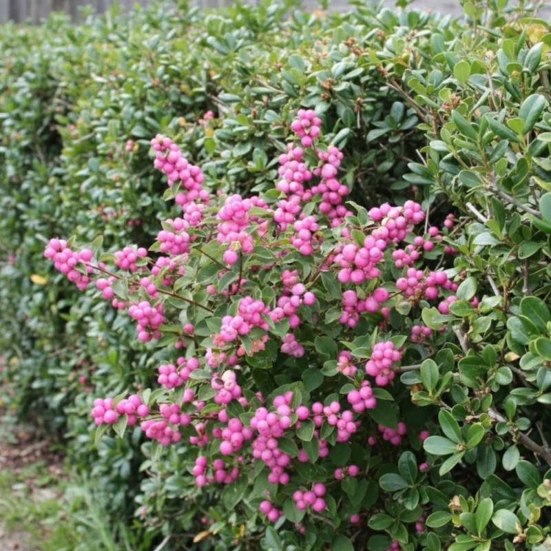 Symphorine Mother of Pearl, Symphoricarpos à fleurs Blanche - feuillage Caduc - Pot de 4L - 40/60 cm-  hauteur à maturité De 2,50 m à 3,00 m - Image 4
