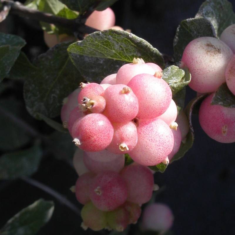 Symphorine Mother of Pearl, Symphoricarpos à fleurs Blanche - feuillage Caduc - Pot de 4L - 40/60 cm-  hauteur à maturité De 2,50 m à 3,00 m - Image 2