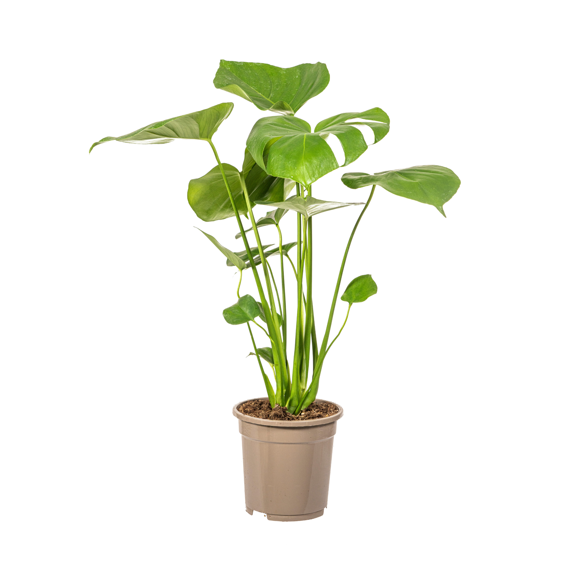 Monstera Deliciosa Tauerii - D17 H50cm - Image 4