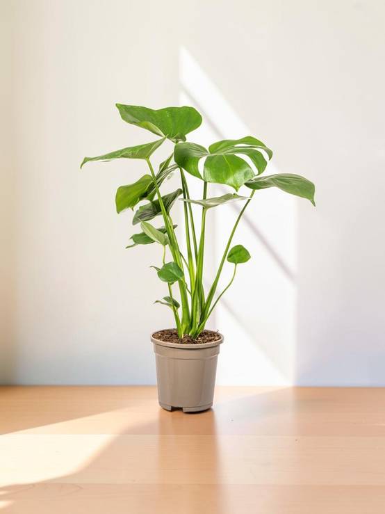 Monstera Deliciosa Tauerii - D17 H50cm - Image 1