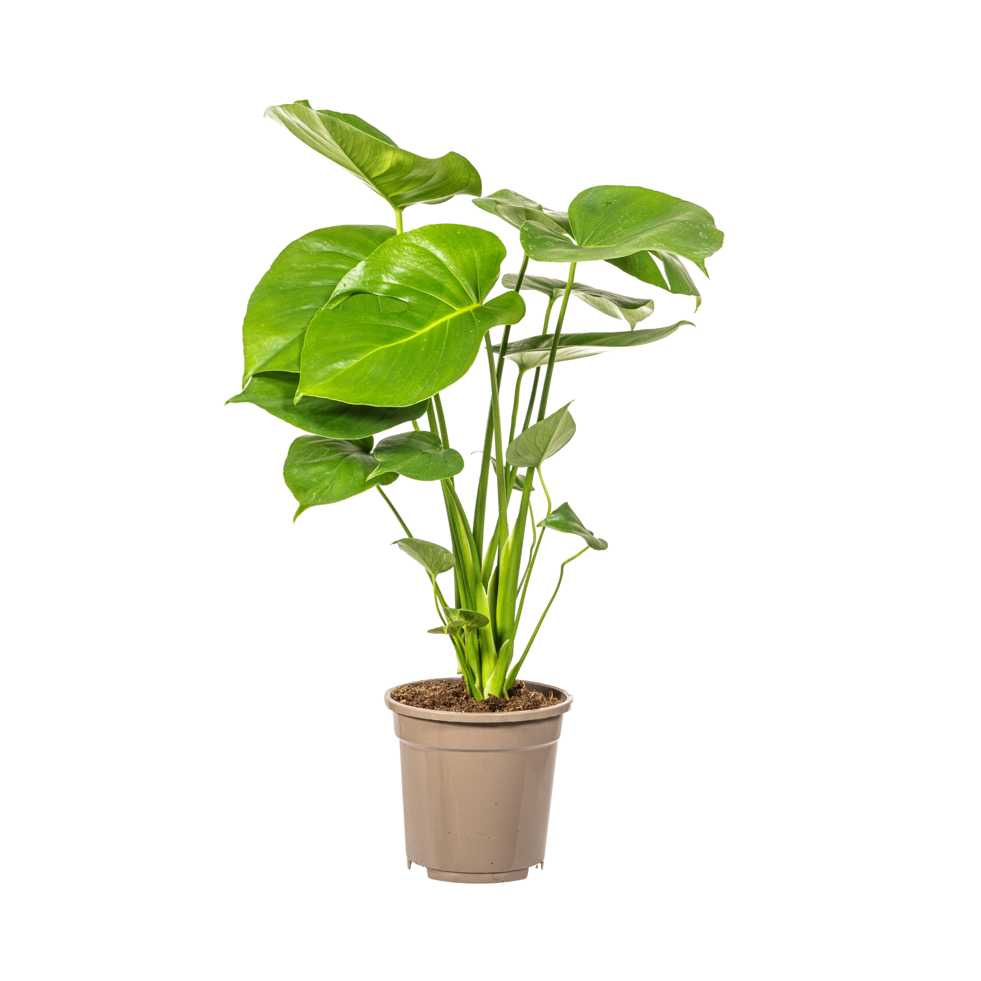 Monstera Deliciosa Tauerii - D17 H50cm - Image 3