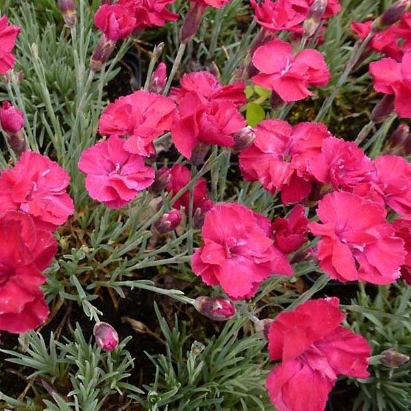 Promesse de Fleurs - Dianthus gratianopolitanus Bombardier - Oeillet de pentecôte Godet de 8/9 cm