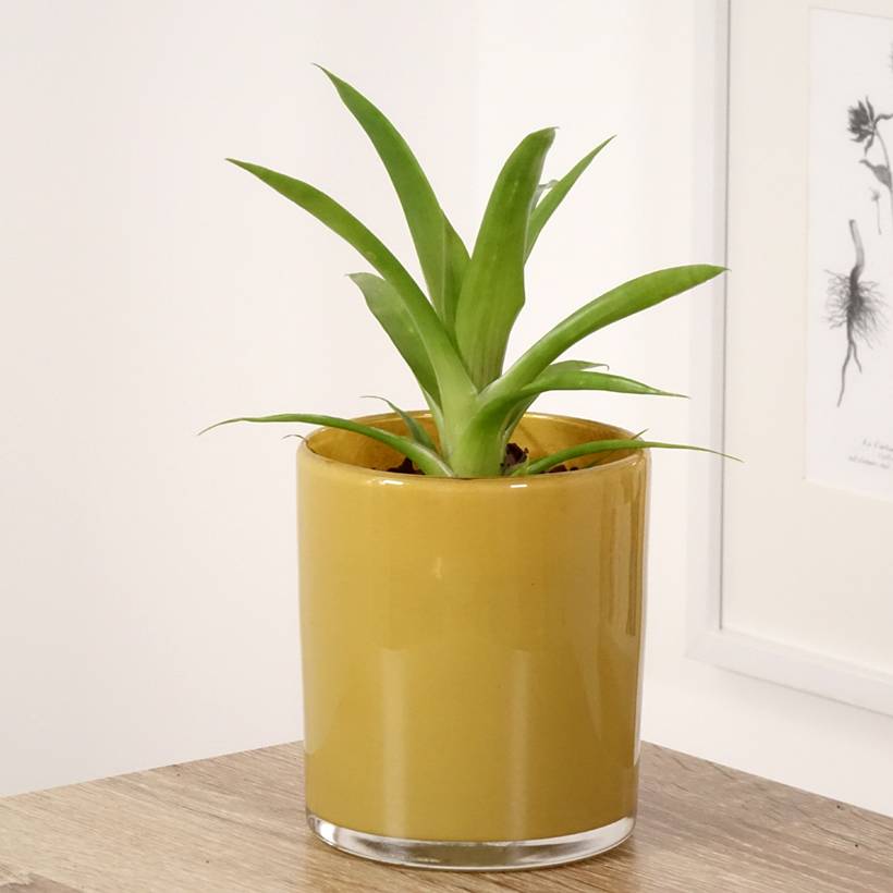 Guzmania Flava Mini-plante - Gamm vert