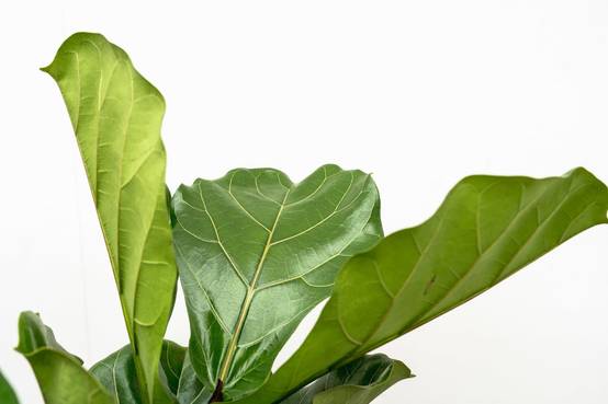 La Green Touch - Ficus Lyrata Ramifié Xl - D34 H170cm - Image 6