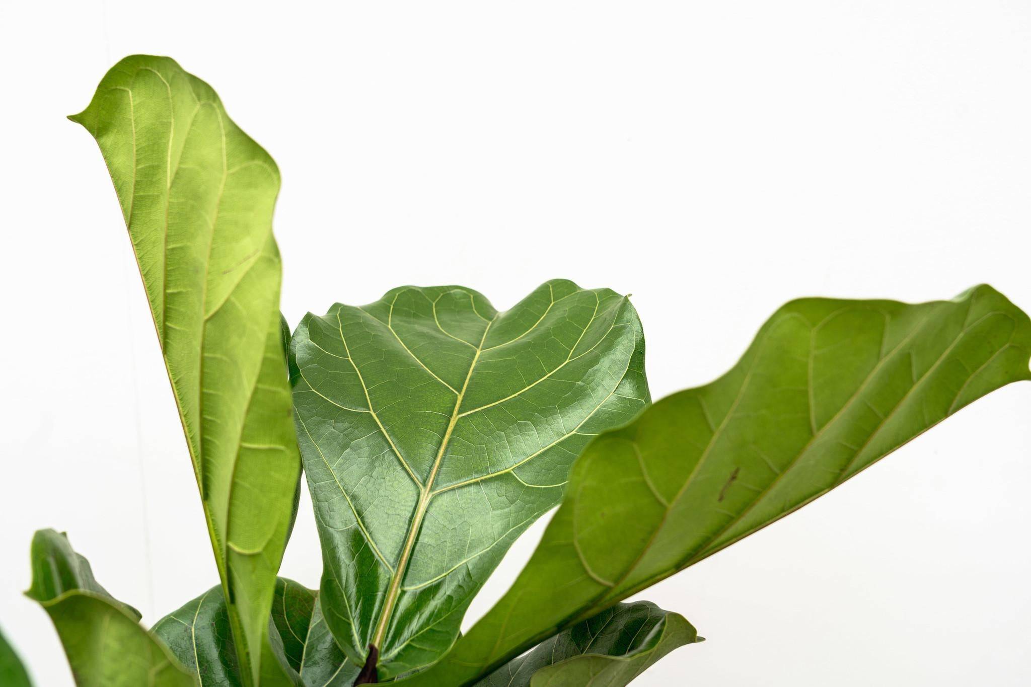 La Green Touch - Ficus Lyrata Ramifié Xl - D34 H170cm - Image 6