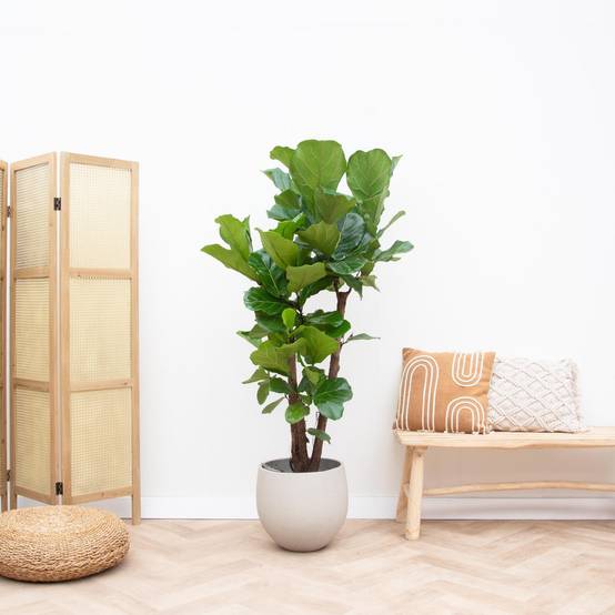 La Green Touch - Ficus Lyrata Ramifié Xl - D34 H170cm - Image 2