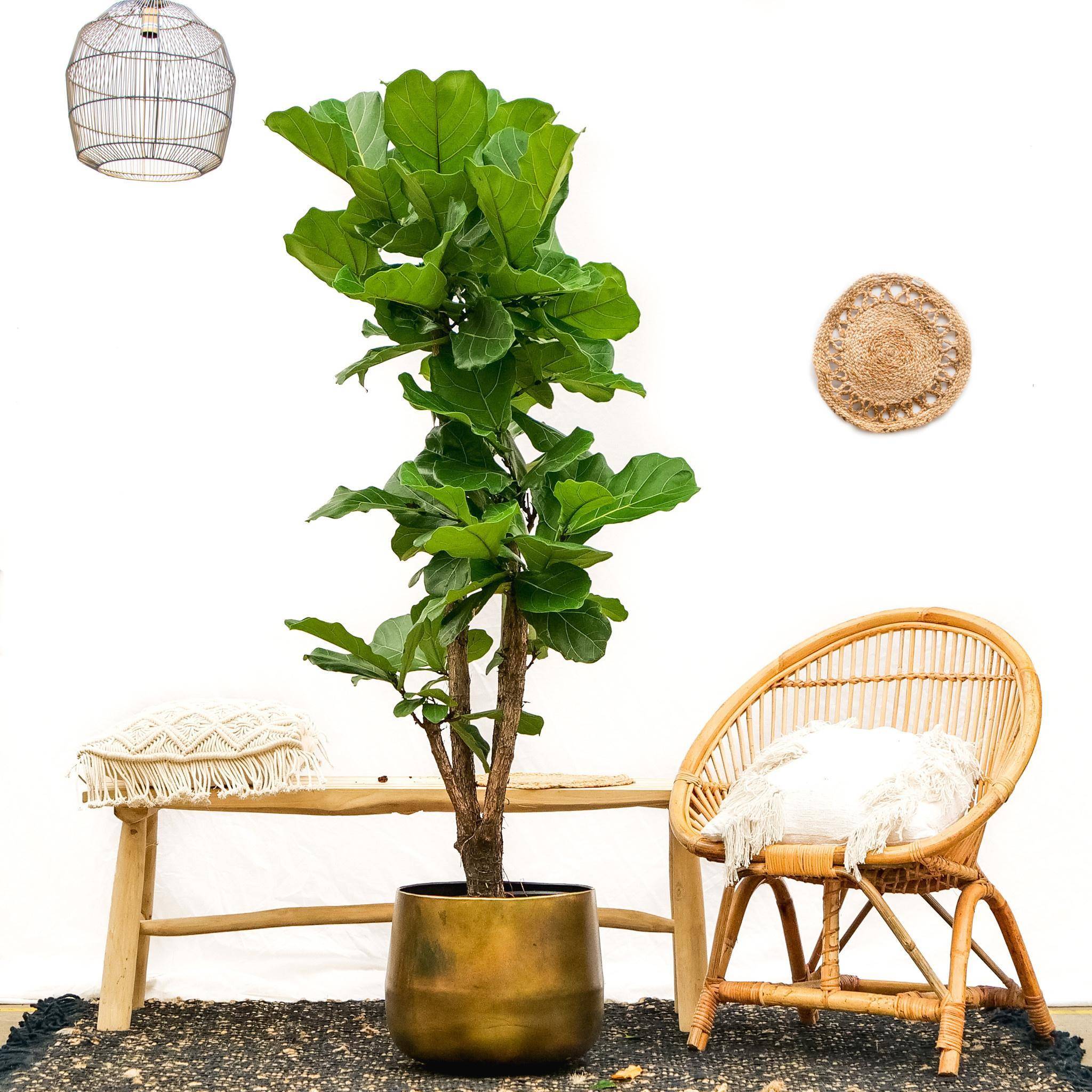 Ficus Lyrata Ramifié Xl - D32 H170cm - Image 3