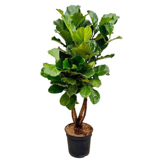 La Green Touch - Ficus Lyrata Ramifié Xl - D34 H170cm - Image 1