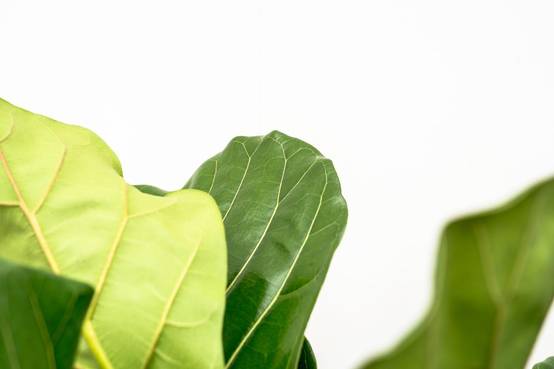 La Green Touch - Ficus Lyrata Ramifié Xl - D34 H170cm - Image 4