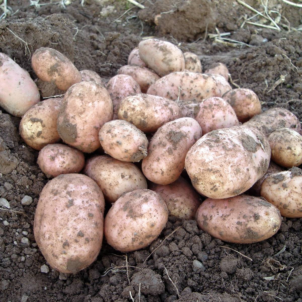 Pomme de terre Stemster (Prospere)  Clayette 60 plants, Plant germé