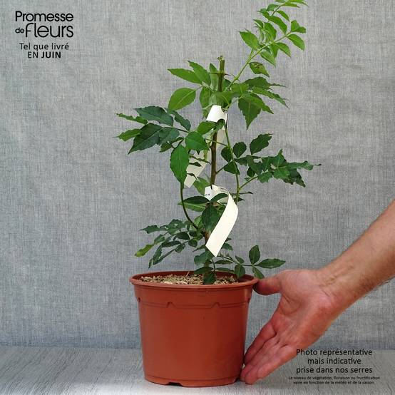 Promesse de Fleurs - Zanthoxylum piperitum - Poivrier du Sichuan Pot de 2L/3L - Image 2