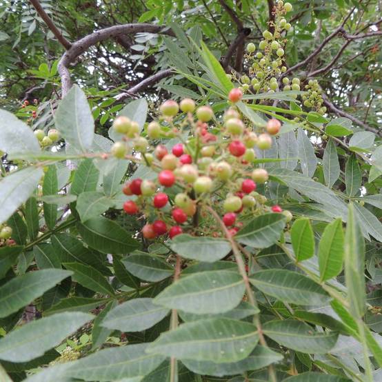Promesse de Fleurs - Zanthoxylum piperitum - Poivrier du Sichuan Pot de 2L/3L - Image 1