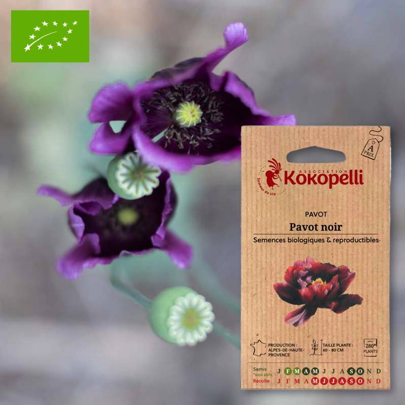 Association Kokopelli - Pavot Noir- Graines bio à semer - Image 1