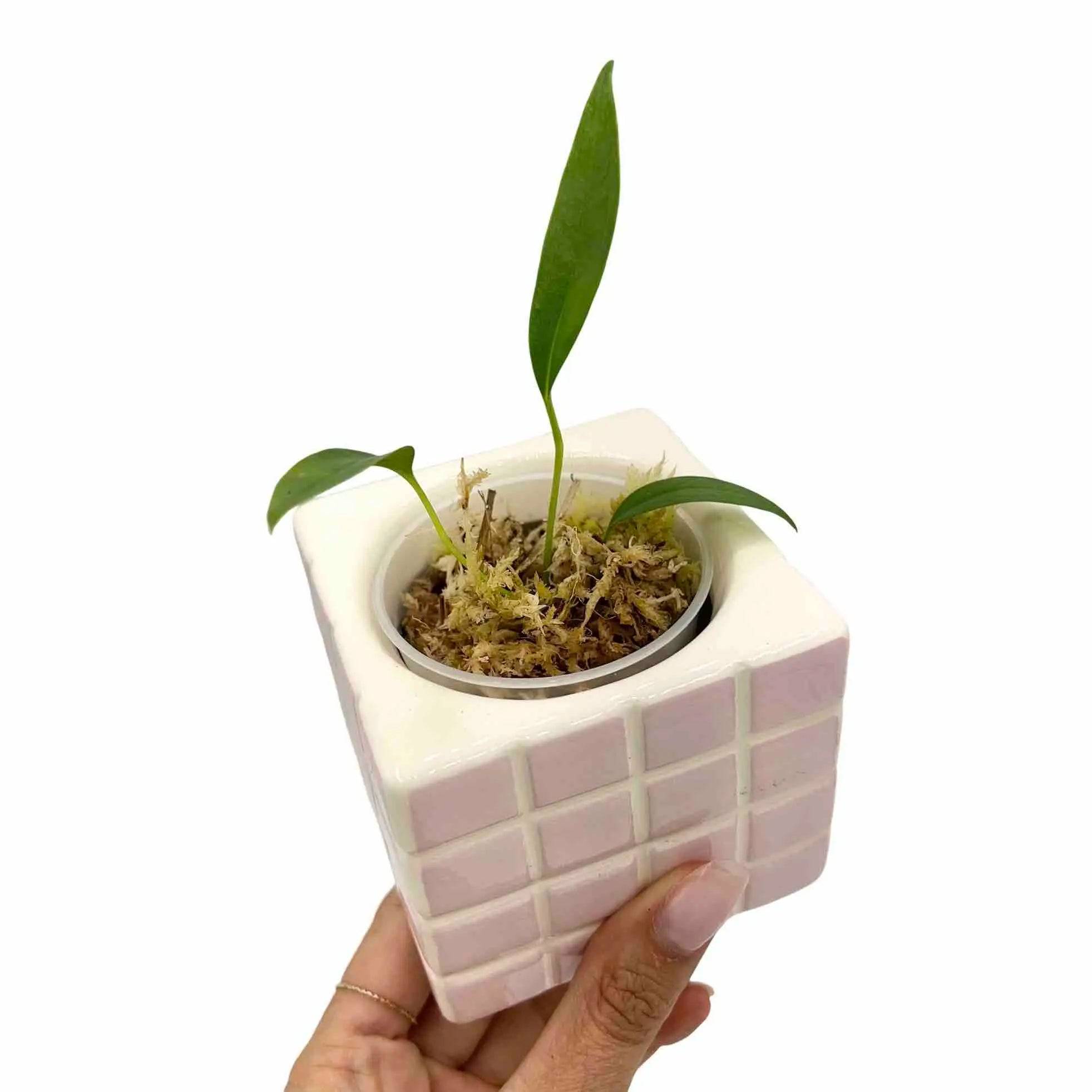 Anthurium Bakeri - Pot de 6cm - Plantes d'intérieur - Image 1