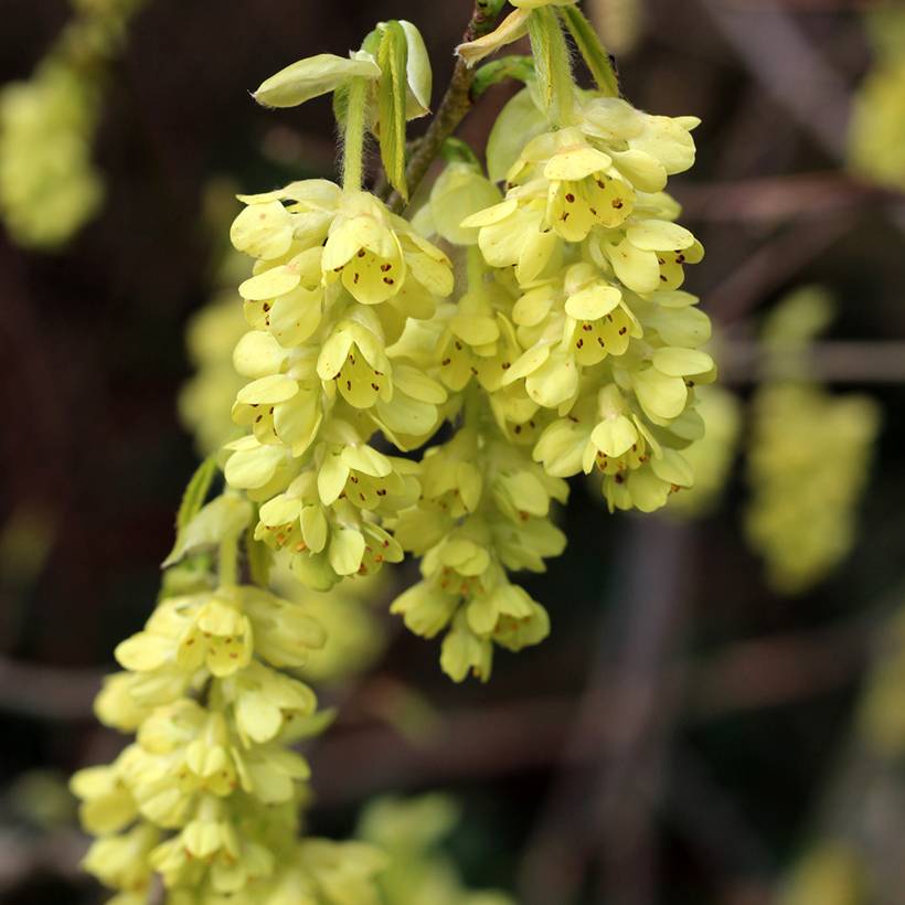 Promesse de Fleurs - Corylopsis spicata - Faux noisetier Pot de 2L/3L