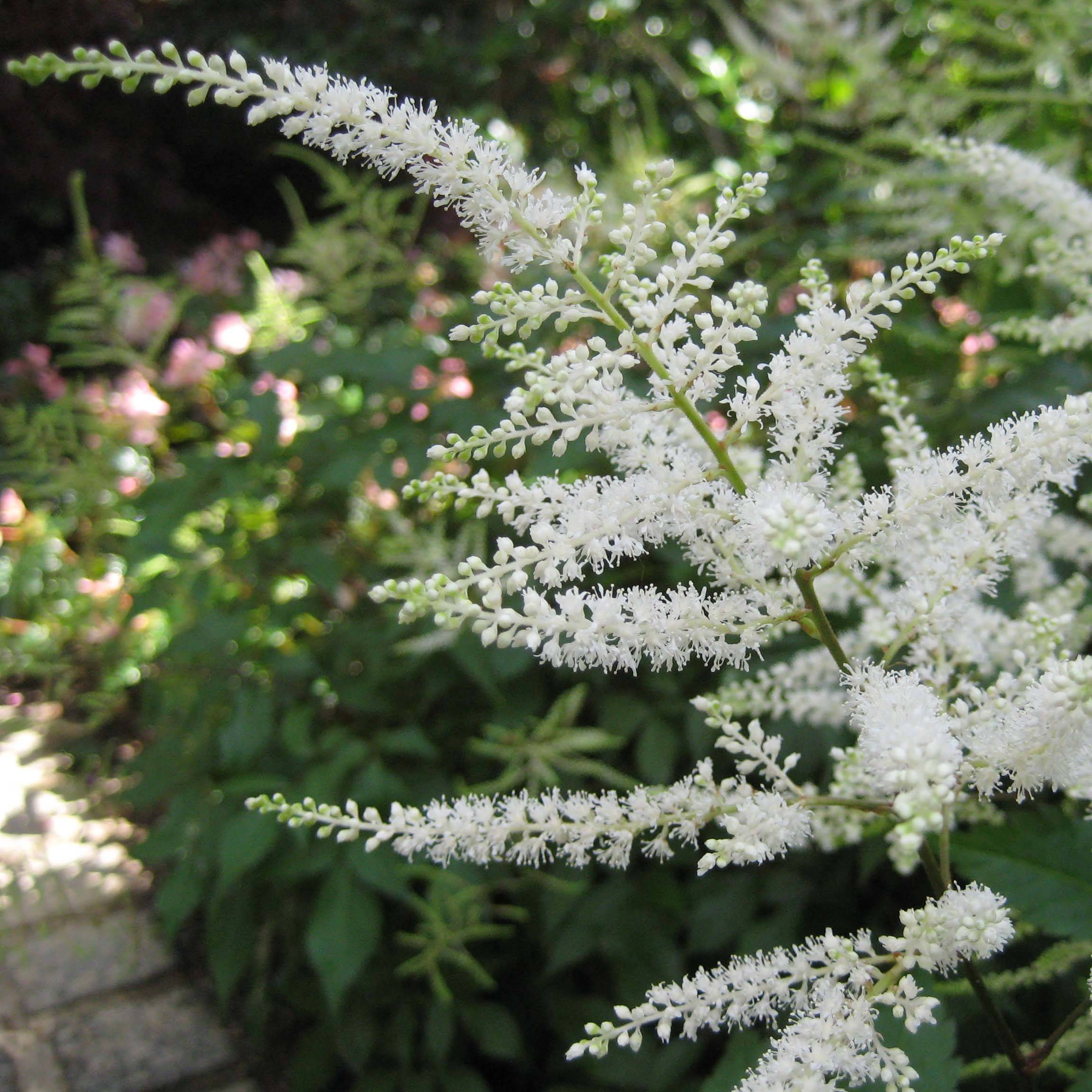 Astilbe Washington Godet de 8/9 cm