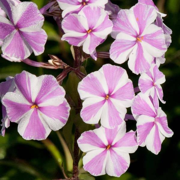 Promesse de Fleurs - Phlox maculata Natasha Godet de 8/9 cm
