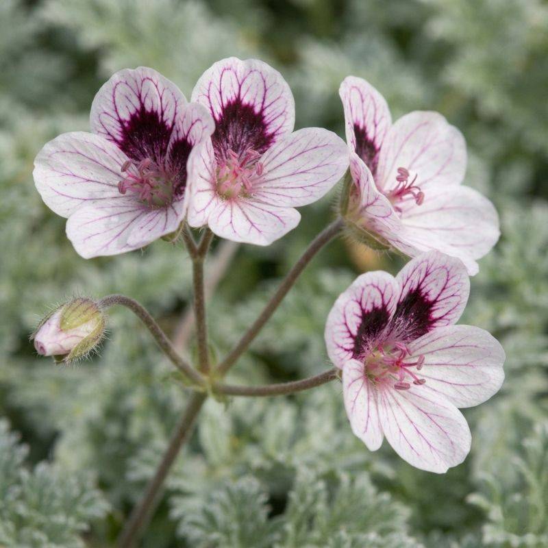 3 Érodiums 'Natasha' (Erodium x kolbianum 'Natasha') - Lot de 3 vivaces - Pépinières Naudet