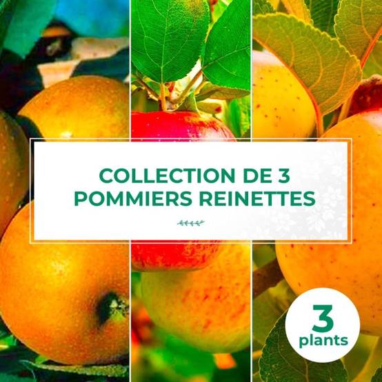 Collection 3 Pommiers 'Reinette' - Scion de 100cm - Pépinières Naudet - Image 1