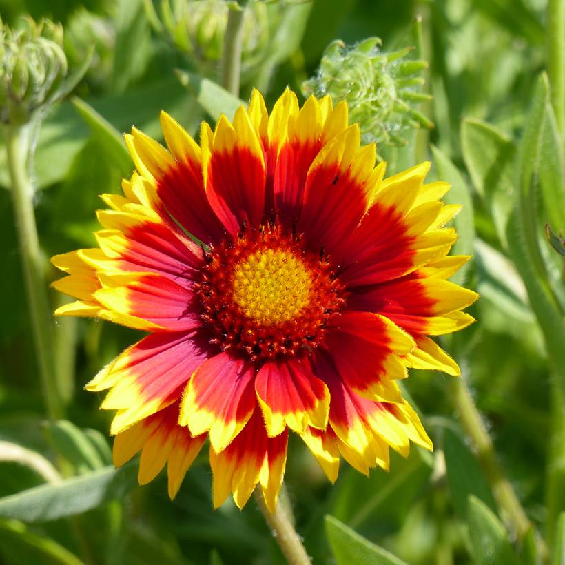 Graines de Gaillarde vivace Dazzler - Gaillardia x grandiflora le sachet de 250 graines environ (0,8g)