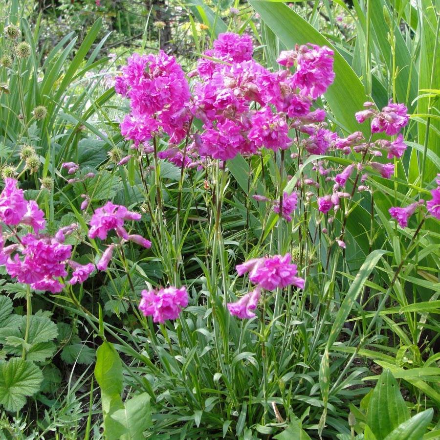 Lychnis alpina Rosea- Lychnis des Alpes Rosea - Silene suecica - Viscaria alpina Godet de 8/9 cm