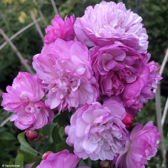 Rosier grimpant Siluetta Lavender Pot de 4L/5L