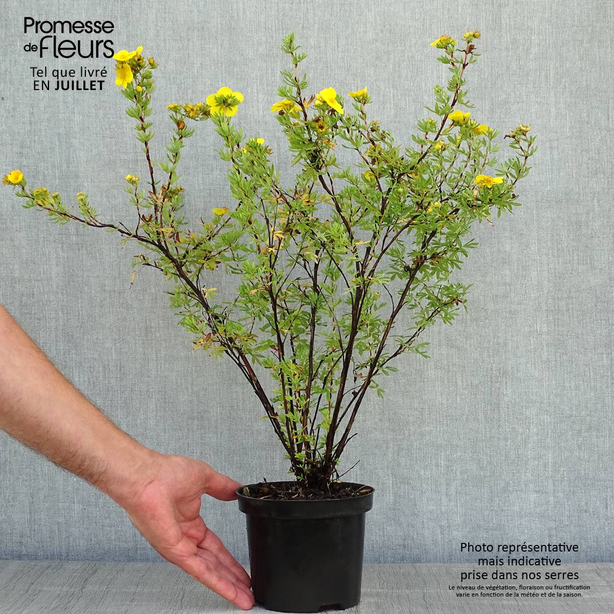 Potentilla fruticosa Goldfinger - Potentille arbustive  Pot de 1L/1,5L - Image 2