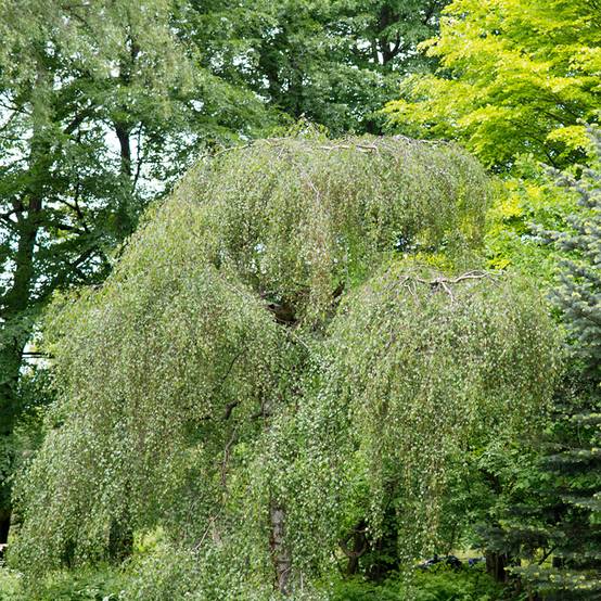 Bouleau pleureur Youngii - Betula pendula Pot de 7,5L/10L - Image 1