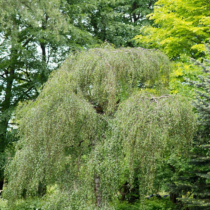 Bouleau pleureur Youngii - Betula pendula Pot de 7,5L/10L - Image 1