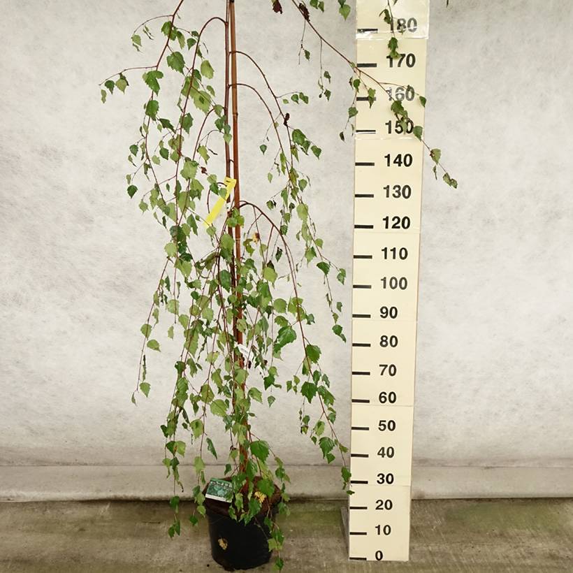 Bouleau pleureur Youngii - Betula pendula Pot de 7,5L/10L - Image 2