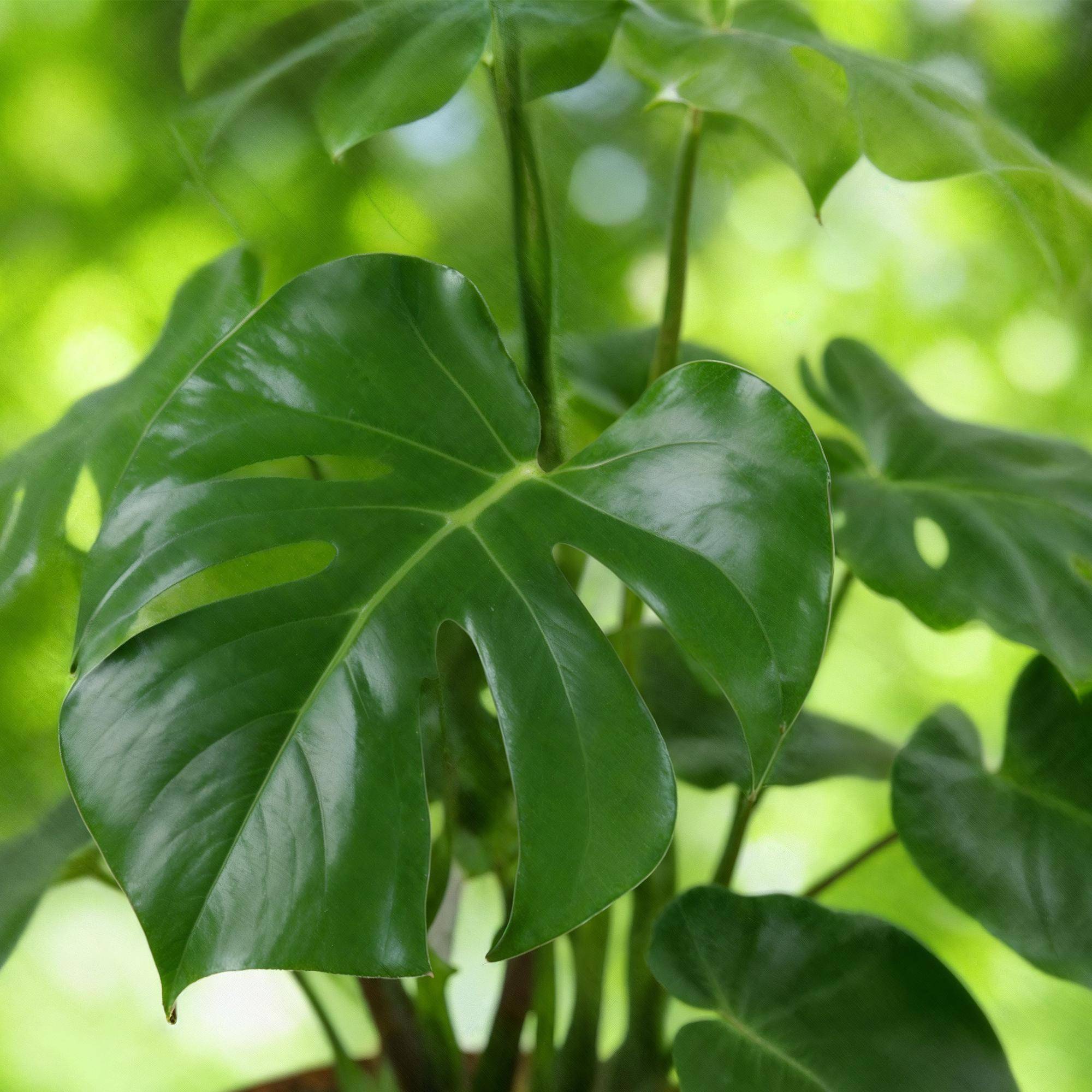 Monstera Deliciosa - Pot de 21cm - Plantes d'intérieur - Image 5
