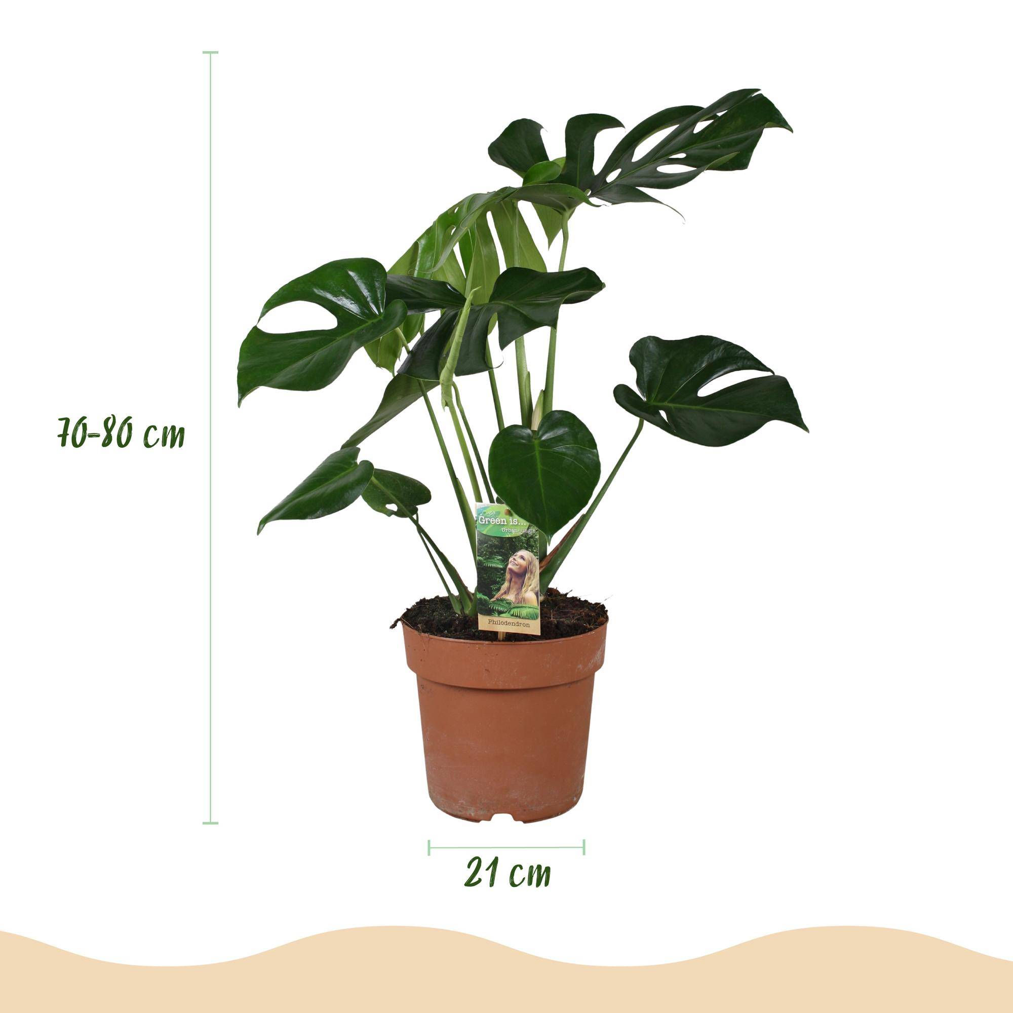 Monstera Deliciosa - Pot de 21cm - Plantes d'intérieur - Image 3