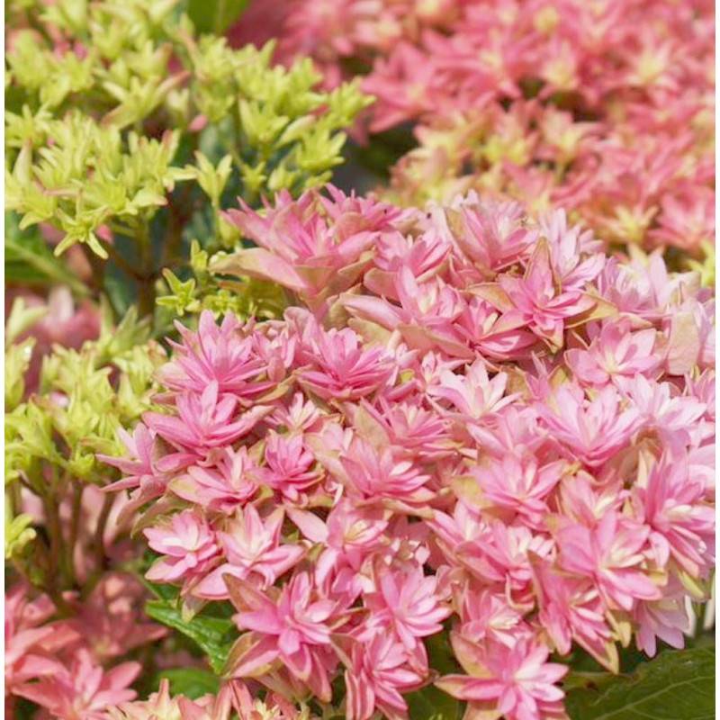 Hortensia YOU&ME® Inspire, Hydrangea macrophylla à fleurs Rose - feuillage Caduc - Pot de 1,3L - 20/60 cm-  hauteur à maturité De 1,00 m à 1,50 m