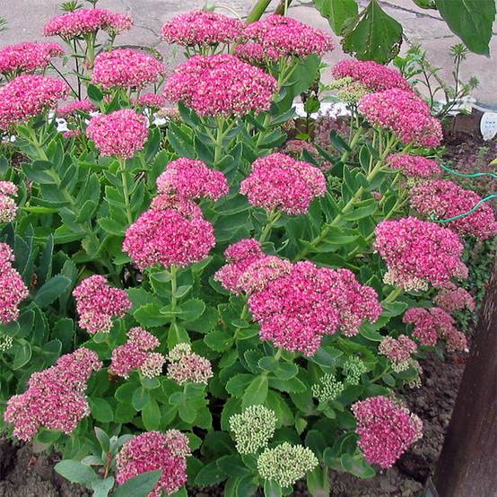 Sedum spectabile Meteor - Orpin d'automne Godet de 8/9 cm