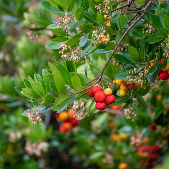 Arbutus unedo - Arbousier Pot de 2L/3L - Image 1