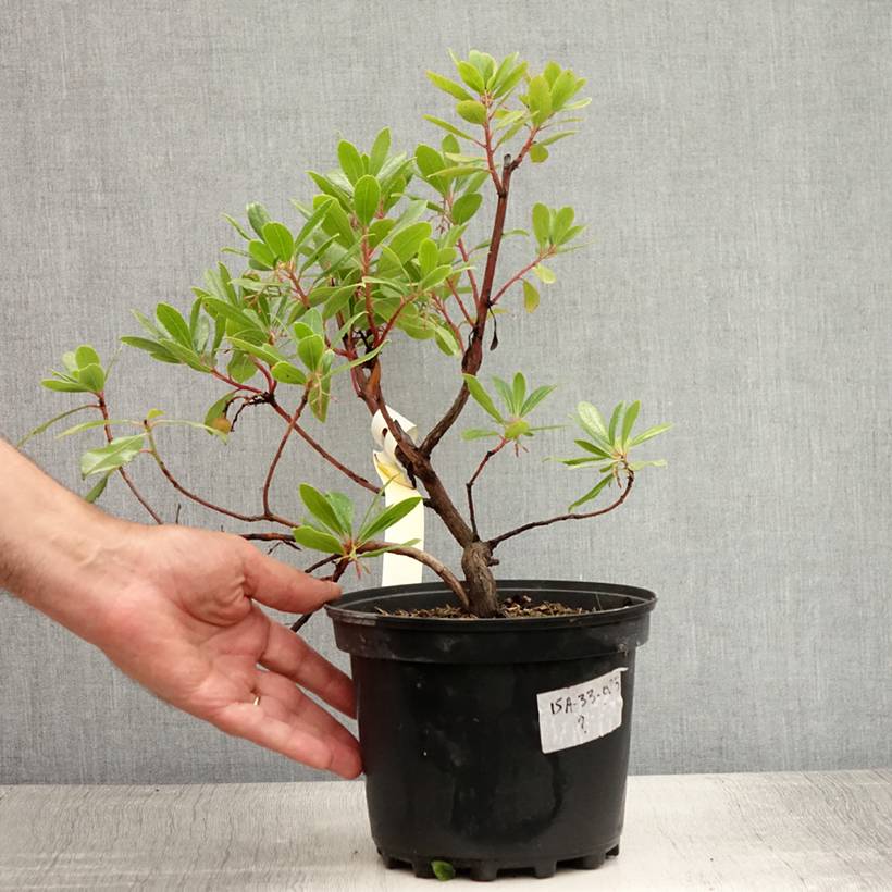 Arbutus unedo - Arbousier Pot de 2L/3L - Image 2