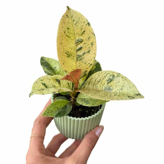 Ficus Shivereana Moonshine - Pot de 6cm - Plantes d'intérieur - Image 1