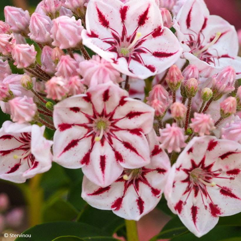 Kalmia latifolia Windmill - Laurier des montagnes Pot de 3L/4L