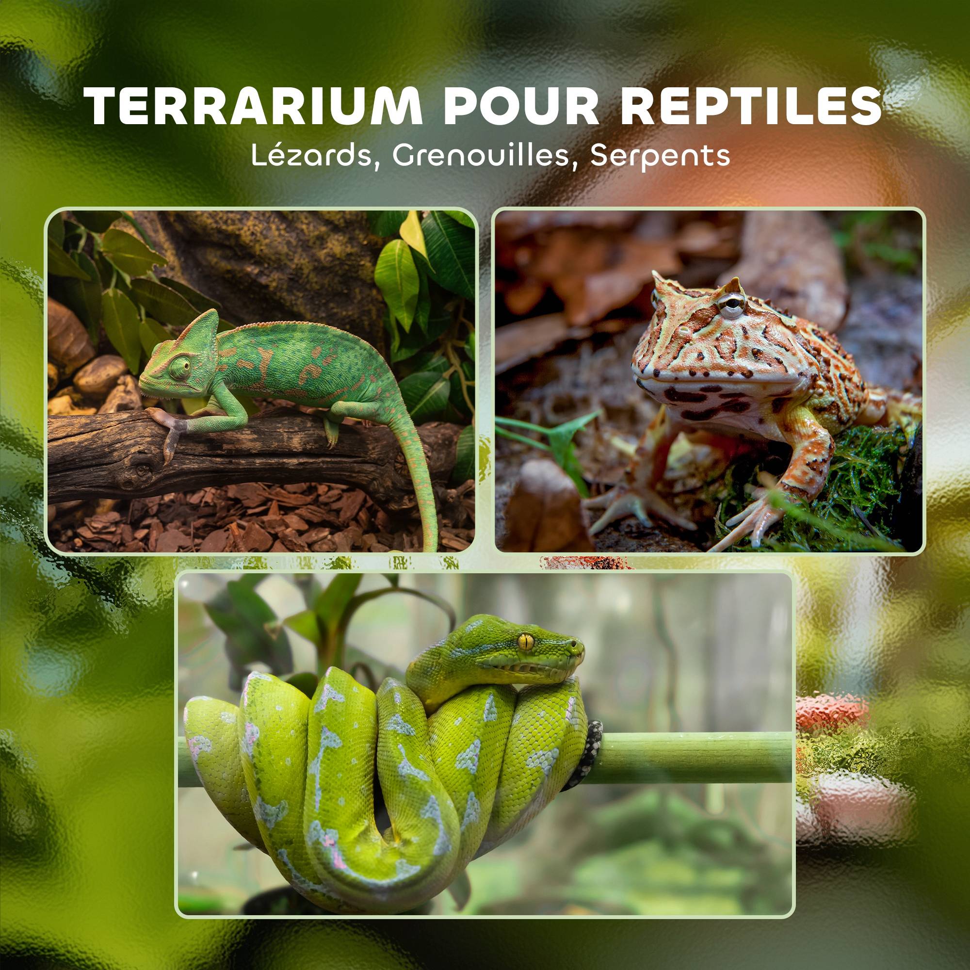 Sans Marque - Terrarium en verre pour reptiles vivarium 12 L avec couvercle en treillis métallique, 20 x 20 x 30 cm, noir - Image 6
