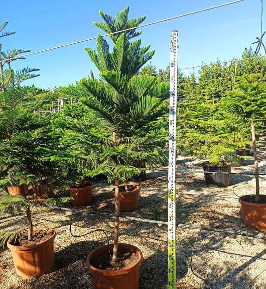 Sans Marque - Araucaria heterophylla (syn. A. excelsa) (Pin de Norfolk, Araucaria de Norfolk) Taille:Pot de 45L - 200/225cm - Image 2