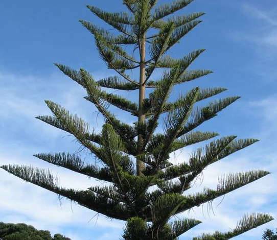 Sans Marque - Araucaria heterophylla (syn. A. excelsa) (Pin de Norfolk, Araucaria de Norfolk) Taille:Pot de 45L - 200/225cm - Image 4