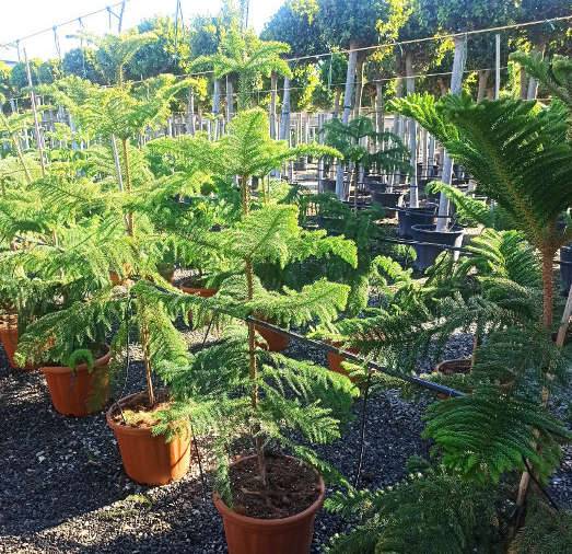 Sans Marque - Araucaria heterophylla (syn. A. excelsa) (Pin de Norfolk, Araucaria de Norfolk) Taille:Pot de 45L - 200/225cm - Image 3